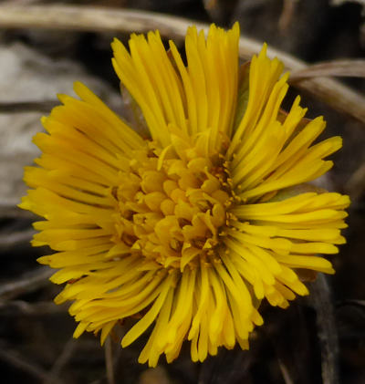 tussilago farfara