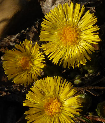 tussilago farfara