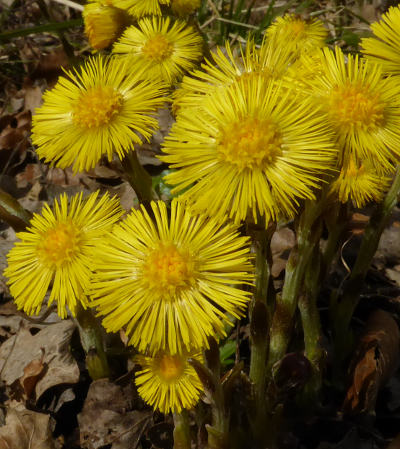 tussilago farfara