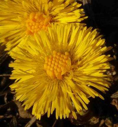 tussilago farfara