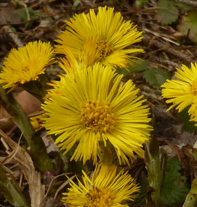 tussilago farfara