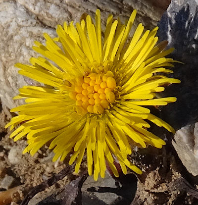 tussilago farfara