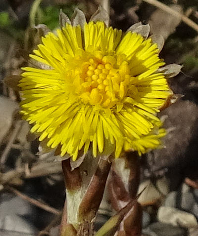 tussilago farfara