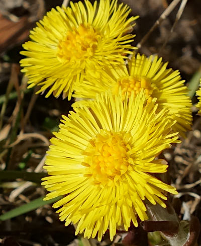 tussilago farfara