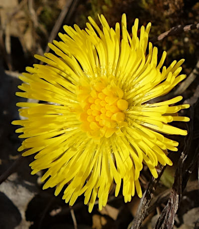 tussilago farfara