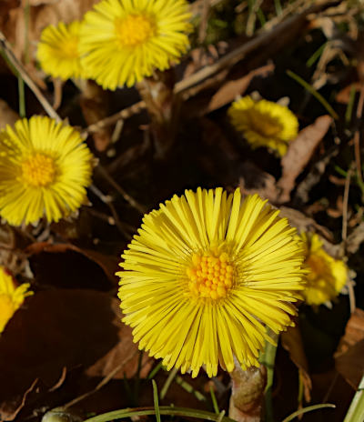 tussilago farfara