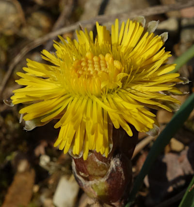 tussilago farfara