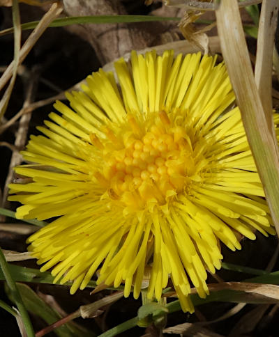 tussilago farfara