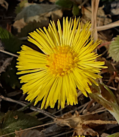 tussilago farfara