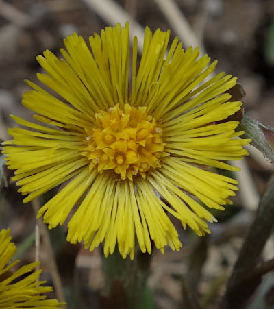 tussilago farfara