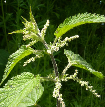 urtica dioica