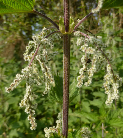 urtica dioica