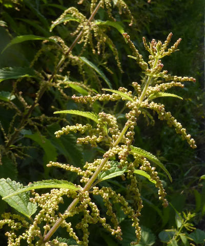 urtica dioica