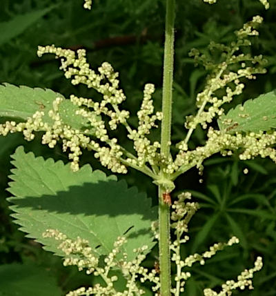 urtica dioica