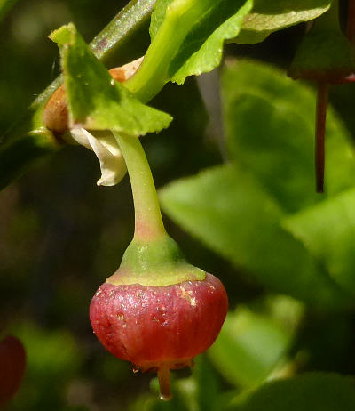 vaccinium myrtillus