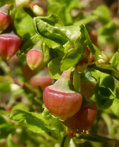 vaccinium myrtillus