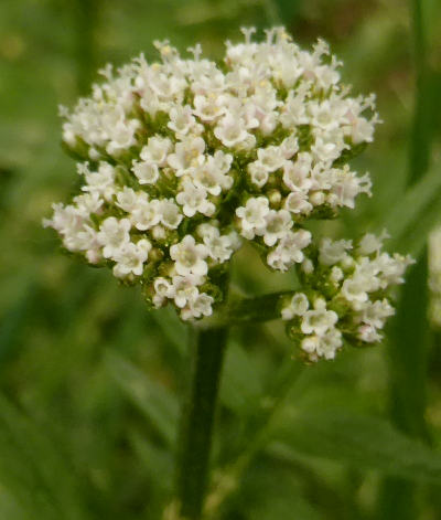 valeriana dioica