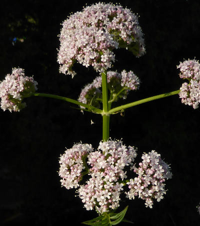 valeriana officinalis