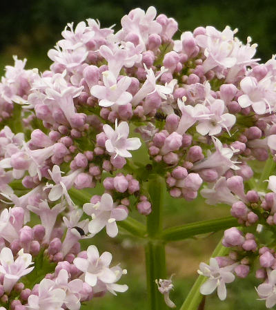 valeriana officinalis