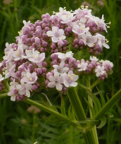 valeriana officinalis