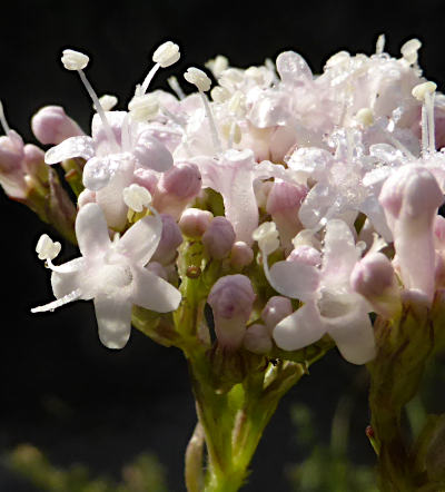 valeriana officinalis