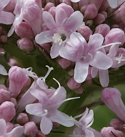 valeriana officinalis