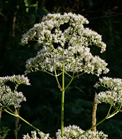 valeriana officinalis