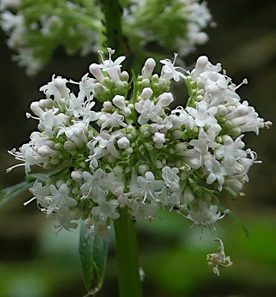 valeriana officinalis