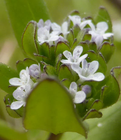 valerianella locusta