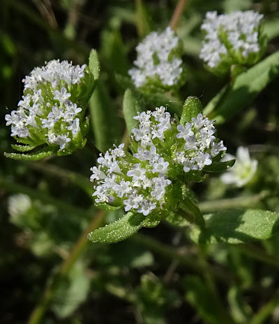 valerianella locusta