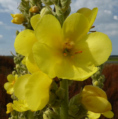 verbascum densiflorum