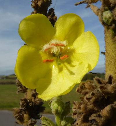 verbascum densiflorum