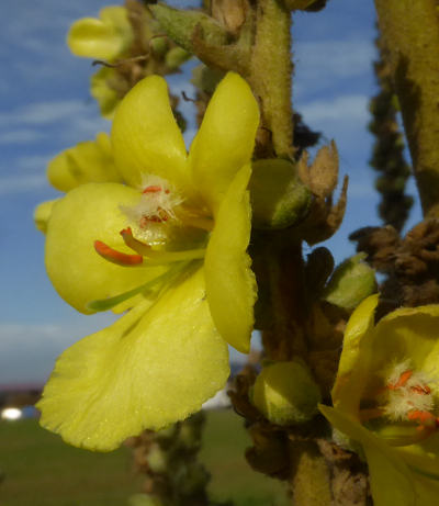 verbascum densiflorum