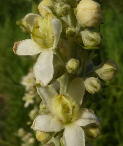 verbascum lychnitis