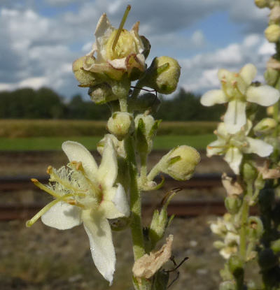 verbascum lychnitis