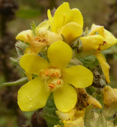 verbascum lychnitis