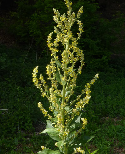 verbascum lychnitis