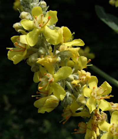 verbascum lychnitis