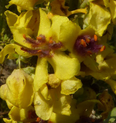 verbascum nigrum