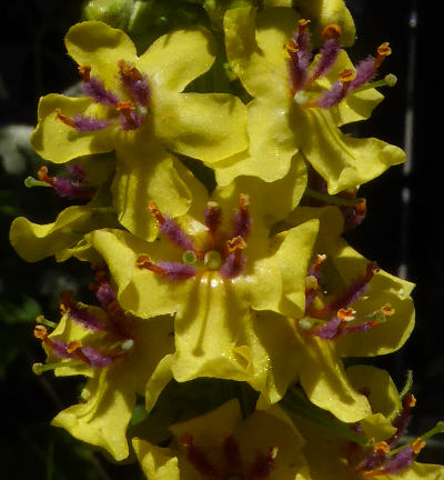 verbascum nigrum