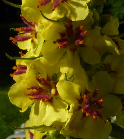 verbascum nigrum