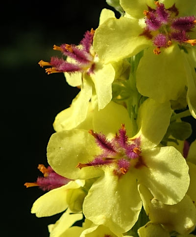 verbascum nigrum