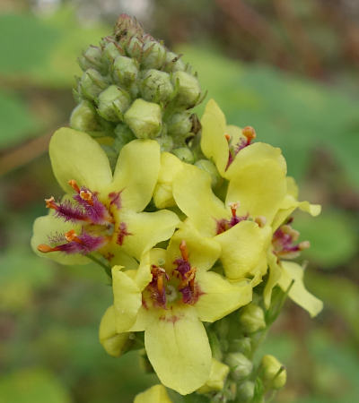 verbascum nigrum