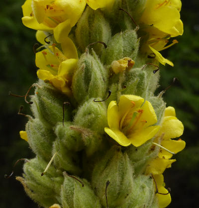 verbascum thapsus