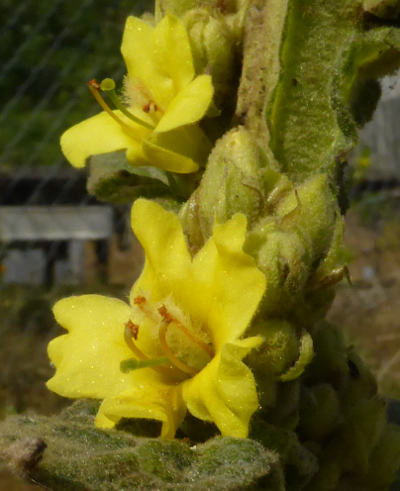 verbascum thapsus