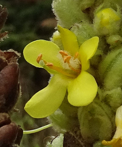 verbascum thapsus