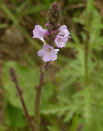 verbena officinalis