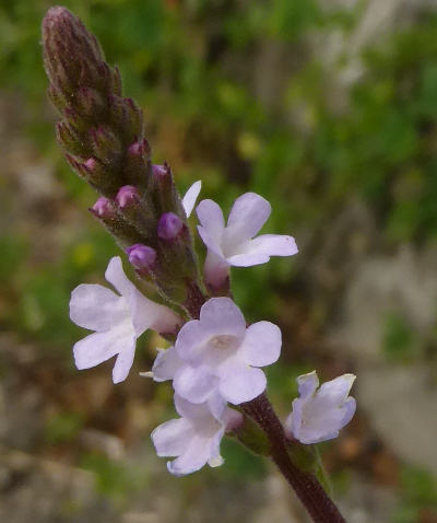 verbena officinalis