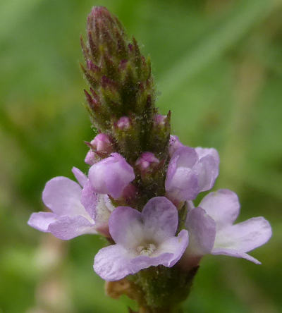 verbena officinalis