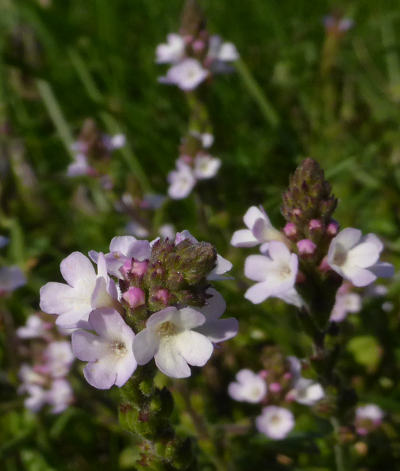 verbena officinalis